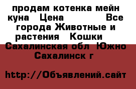 продам котенка мейн-куна › Цена ­ 35 000 - Все города Животные и растения » Кошки   . Сахалинская обл.,Южно-Сахалинск г.